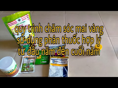 Sử dụng phân thuốc đúng cách cho mai vàng từ đầu năm đến cuối năm mới nhất 2023