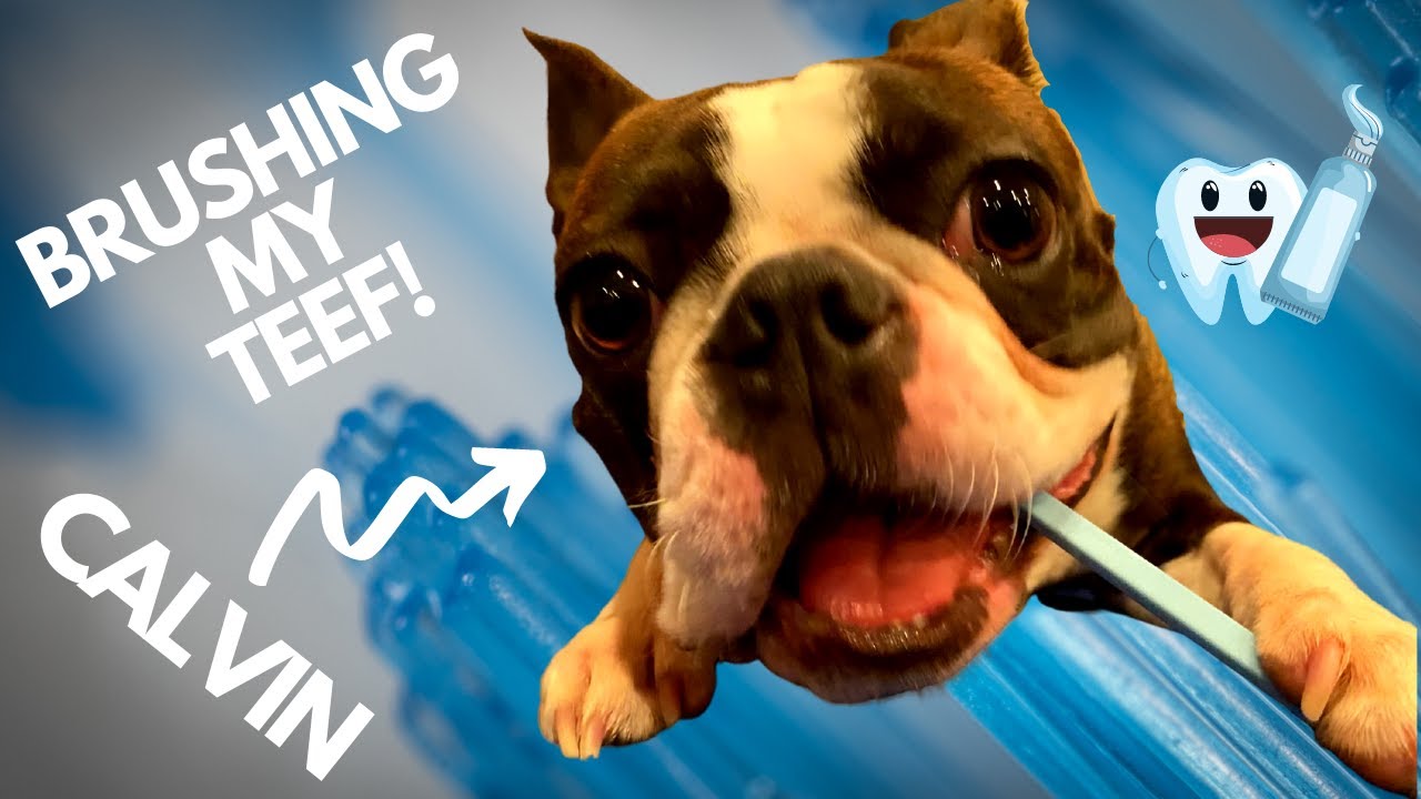 *FUNNY* BOSTON TERRIER BRUSHES his OWN TEETH! 🦷🦷 YouTube