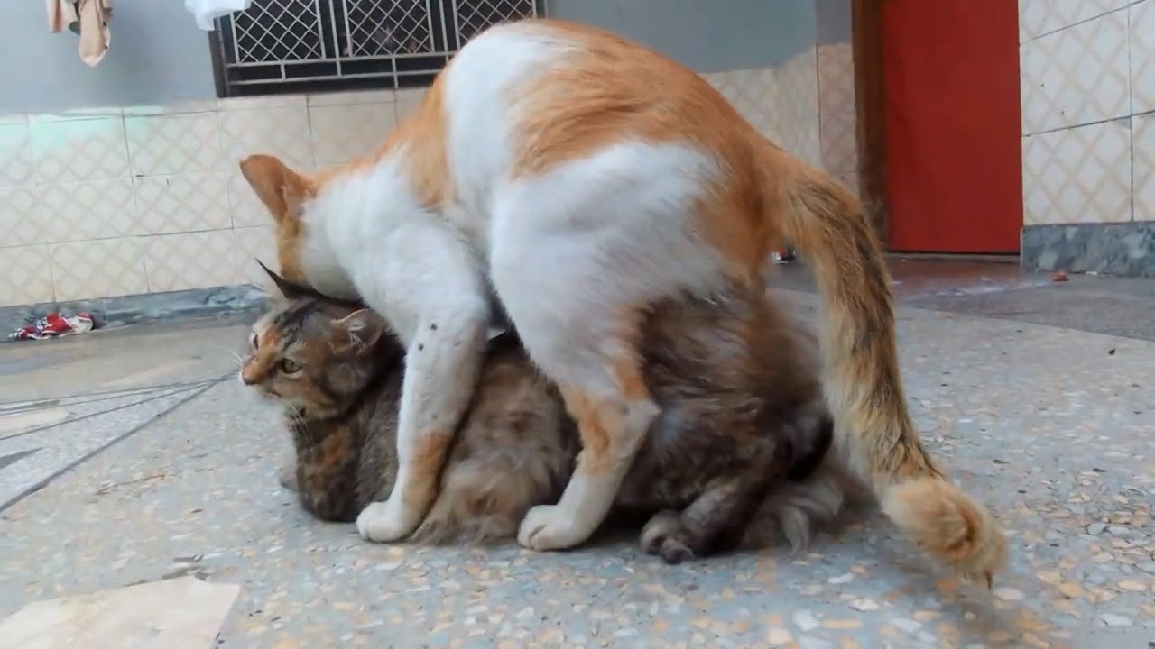 A Cat's First Mating: Understanding the Natural Process