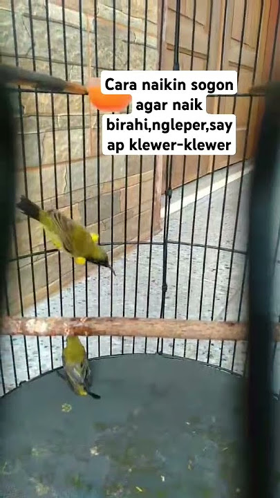 Sogon manggut-manggut,gacor,birahi ini solusinya!! #youtubeshorts #fypviral #kicaumania_jawara