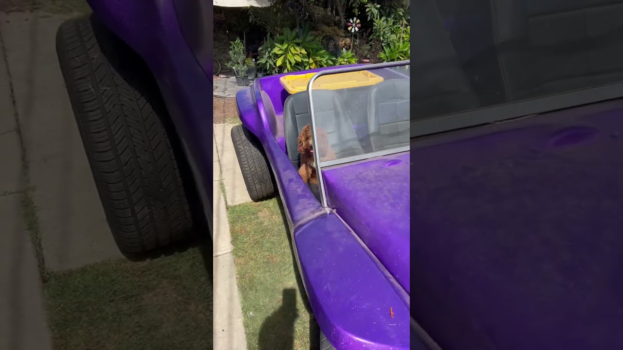 BOO THE DUNE BUGGY WONDER DOG 2nd ride 