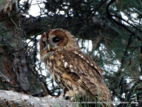 Βίντεο: Γυναικεία και μυϊκά αυτοκίνητα: υπερρεαλιστικά σχέδια ρετρό αυτοκινήτων από τη Cheryl Kelly