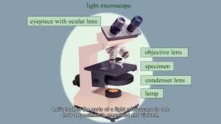 Light microscope: parts and functions