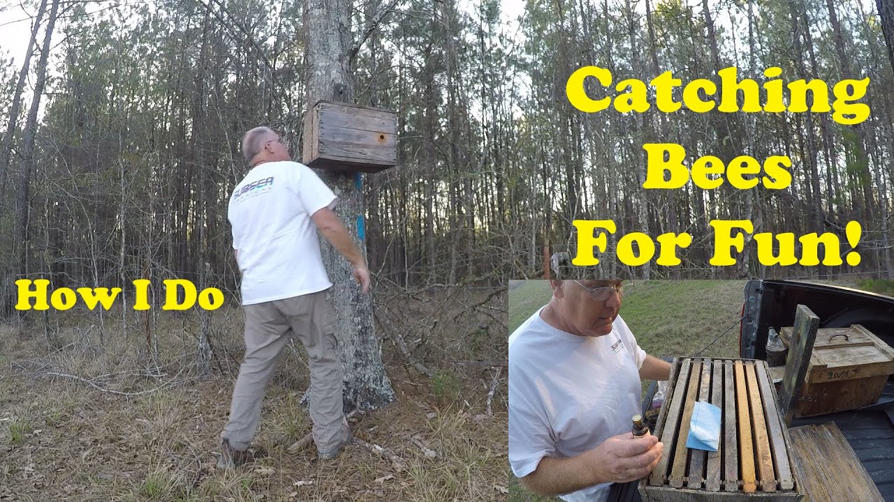 Setting Swarm Traps Late | Honeybees Wait for Me - YouTube