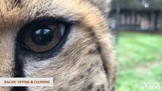 Cheetah Awareness Day - Vocalizations