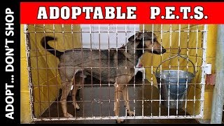 Adoptable PETS in Lawton Animal Shelter / Welfare / Kennel Walk Through Adopt