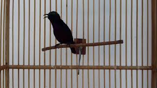Burung black ninja gacoor main 1 titik