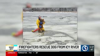 BRIGHT SPOT: Firefighters rescue dog from icy river