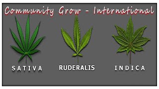 Hippie Grows International - Community Grow - Live Coordination Meeting