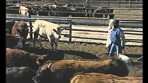 Master Cattle Transport (BQA)