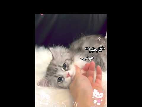 انا بحبو كتير كتير كوتي كوتي