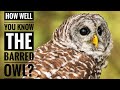 Barred Owl || Description, Characteristics and Facts!
