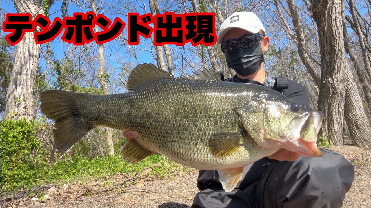 Is it really this easy to catch a 10-pounder? [Lake Biwa shore