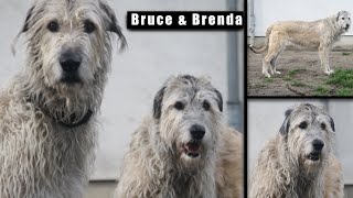 Irische Wolfshunde Bruce und Brenda suchen ein neues Zuhause! ❤