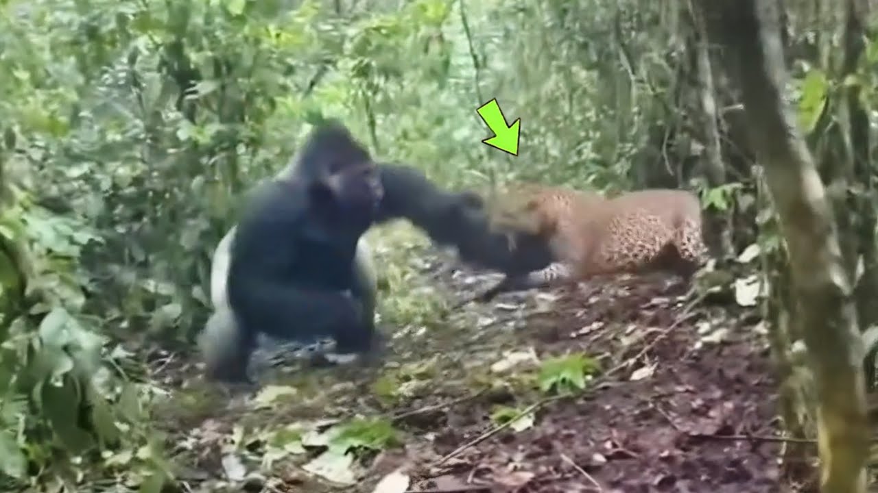 LEOPARDO ATACA GORILA E VEJA O QUE ACONTECEU