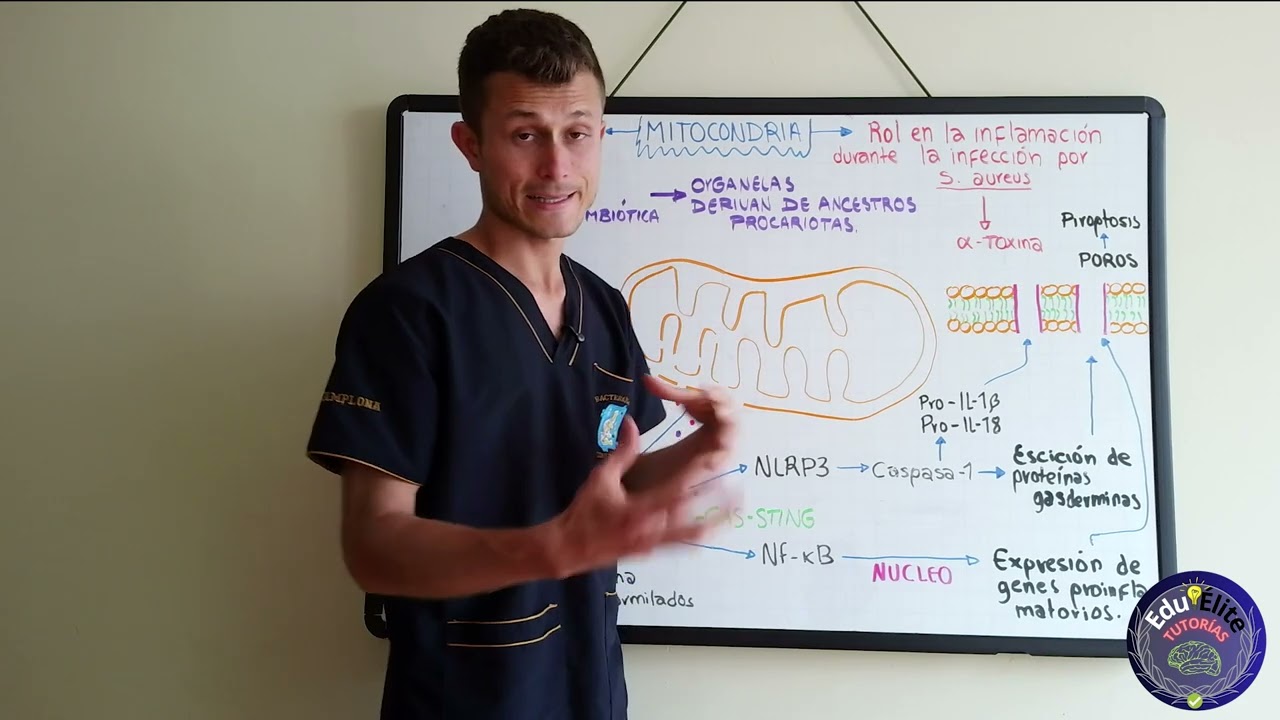 Staphylococcus aureus | Part 9 |  Rol de la Mitocondria