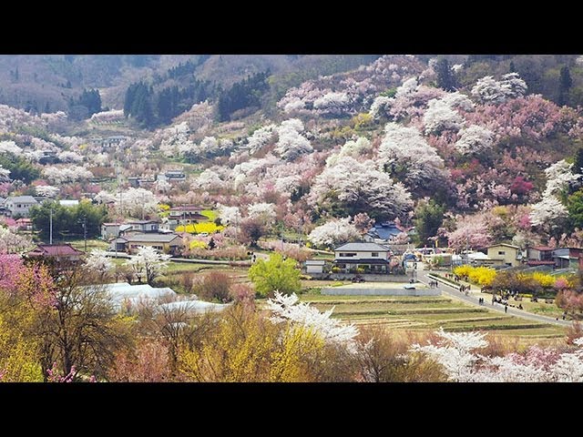 福島 花見山公園 Hanamiyama Park In Fukushima Shot On Red Epic Youtube 福島 花見山公園 Hanamiyama Park In Fukushima Shot On Red Epic Youtube