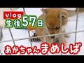 【豆柴】我が家にやってきて2日目の赤ちゃんまめしば | VLOG 【子犬】- Shiba Inu puppy