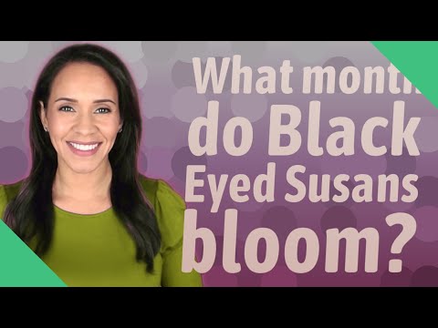 Video: Können Black Eyed Susans Schatten vertragen?