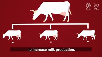 Using nuclear science to improve animal breeding