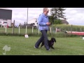 Talking Dogs Rally | Dog Training | www.watchmychops.com Talking Dogs Rally | Dog Training | www.watchmychops.com