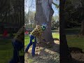 Someone topped this poplar tree before and im here to finish their job #stihl #trending #tree