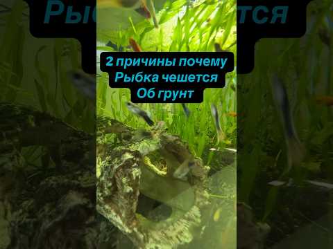 Почему рыба чешется ?