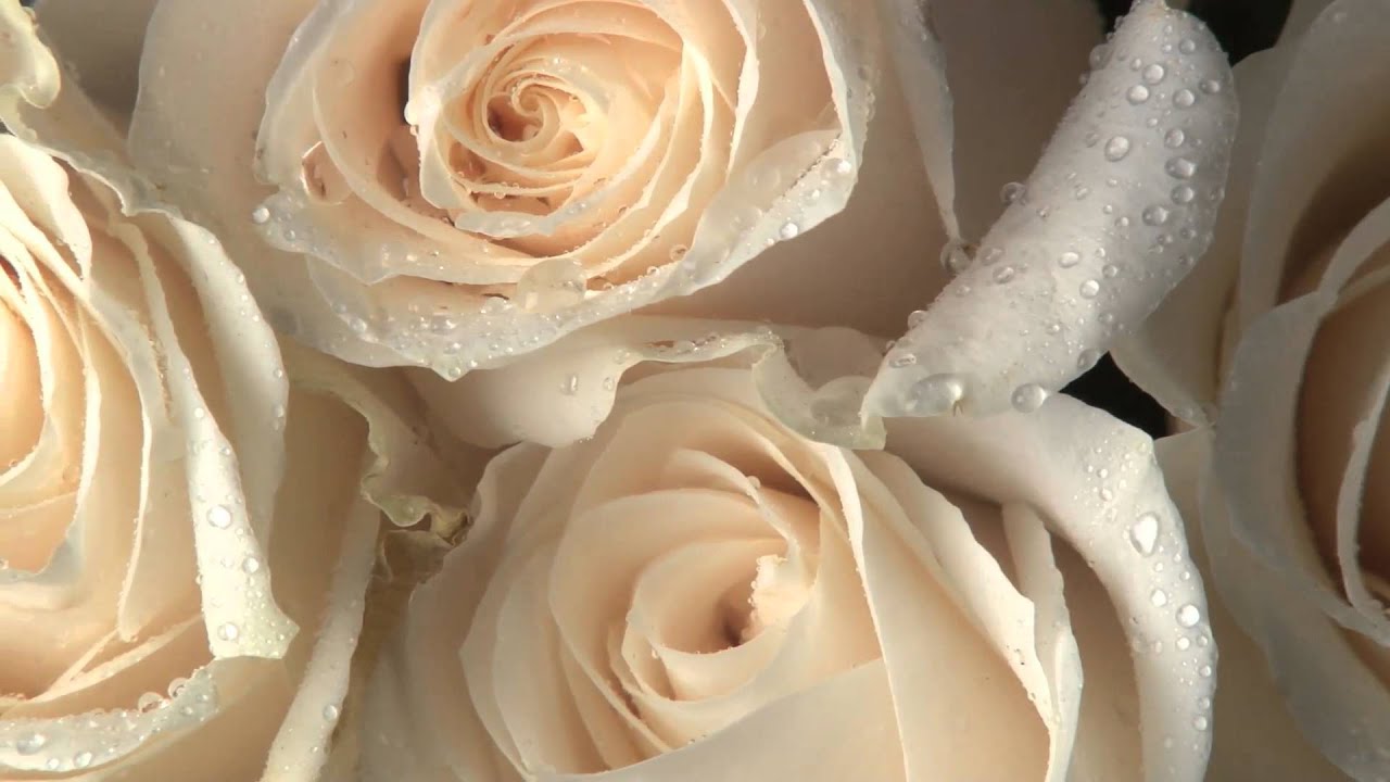 Floating White Roses Floating Wet White Roses | Stock Videos Galore - YouTube