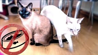 EMPTY BOWLS? - Cats react to Invisible Food Challenge - Pretend to put your dog on a diet challenge