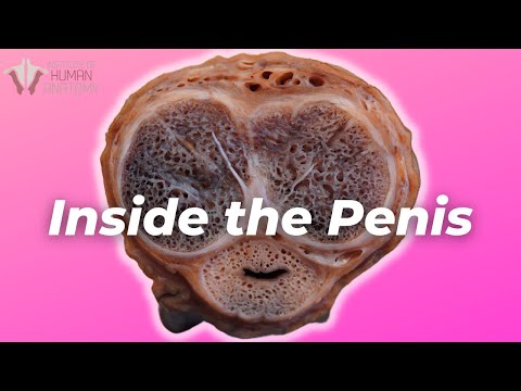 Videó: Hogyan működnek az erekciók?