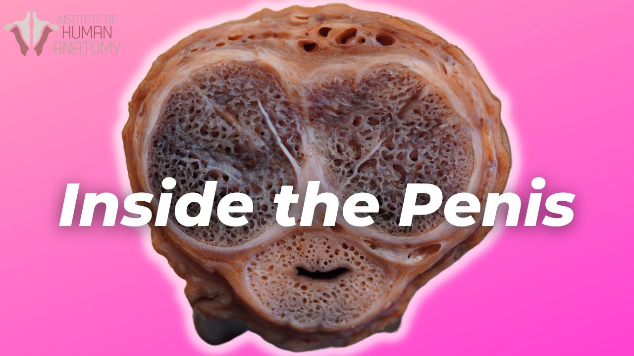 Inside Penis