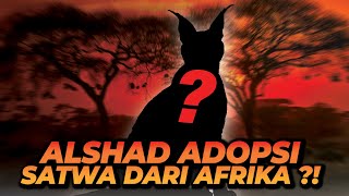 ALSHAD ADOPSI SATWA DARI AFRIKA ?? SAMPE BEGINI REAKSI GYA DAN ORANG TUA ALSHAD