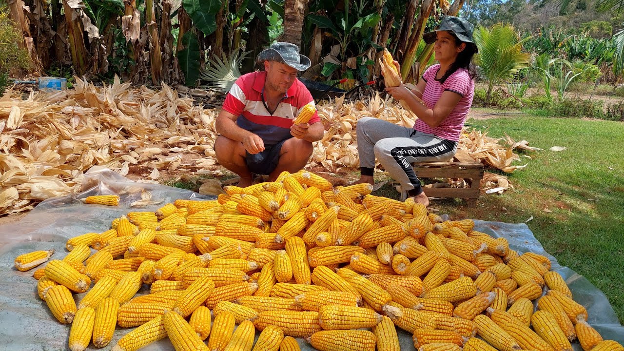 Fazendo Fubá e Canjiquinha com milho seco do sítio