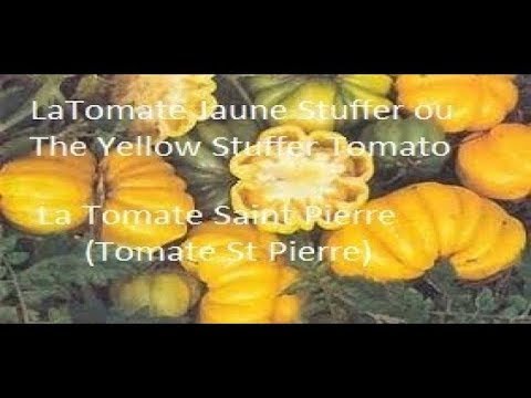 Vidéo: Guide de culture de tomates jaunes : types de tomates jaunes