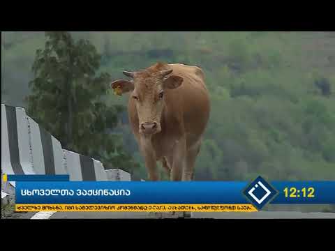 ცხოველთა ვაქცინაცია