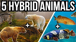 5 Hybrid Animals From Around The World