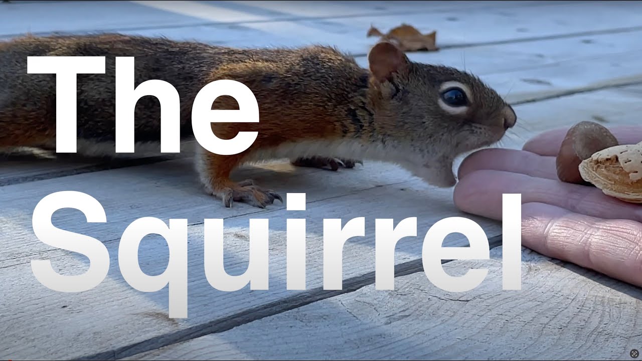 The Squirrel - YouTube