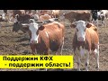 Поддержим КФХ - поддержим область! КФХ Кулаев.