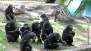 John Alan Martinson And His Anti Semite Kushi Ape Gang