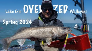 Trolling for OVERSIZED Spring Walleyes on Lake Erie!