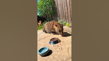 Leopard Jump Gone Wrong! Cat Screams, Dog Attacks–Chaos Everywhere! #cat #catshorts #animals #shorts
