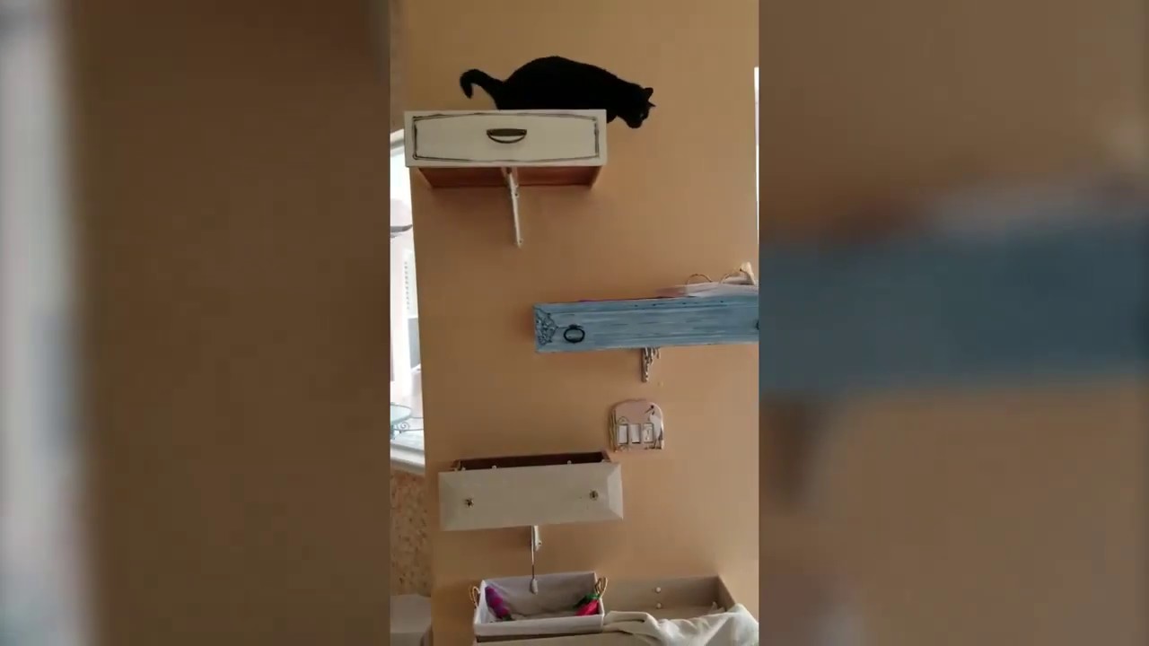 Cat in dresser drawer YouTube