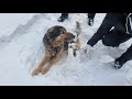 🔴Сутки раненая собака лежала на снегу. Мы осторожно её откапали чтобы не повредить и везём в клинику