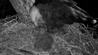 Decorah Eagles. HD brings a floppy fish. HM feeds DH2 - explore.org 04-25-2023