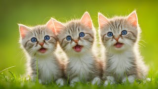 Cute Baby Animals - สัตว์เล็กที่น่ารักที่สุดในโลกพร้อมดนตรีผ่อนคลาย
