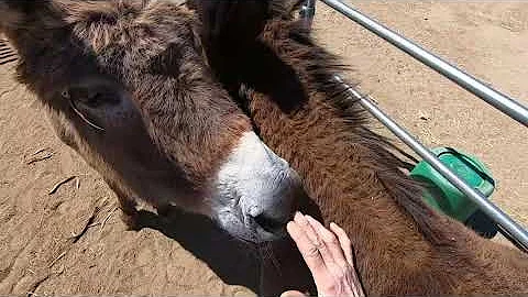 No Force No Fear Wild Burro and Donkey Training