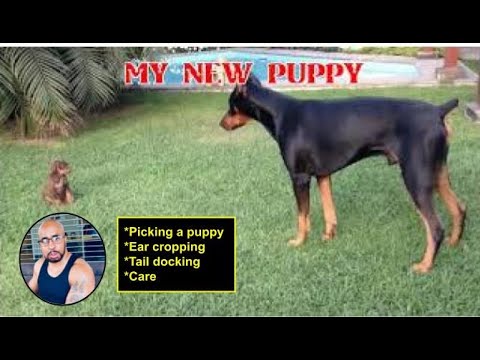 Comment prendre le meilleur soin de votre chiot #DobermanPinscher