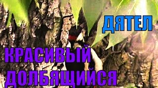 ЧЕРНО-КРАСНО-БЕЛЫЙ КРАСИВЫЙ ДОЛБЯЩИЙСЯ ДЯТЕЛ. ЧУДЕСНАЯ ПТИЦА С ДЛИННЫМ ОСТРЫМ КЛЮВОМ. ЛЮБУЕМСЯ !