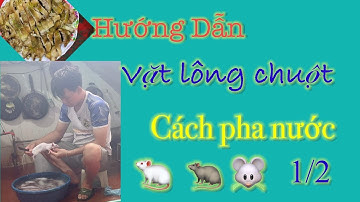 Hướng dẫn pha nc vặt lông chuột 2/1