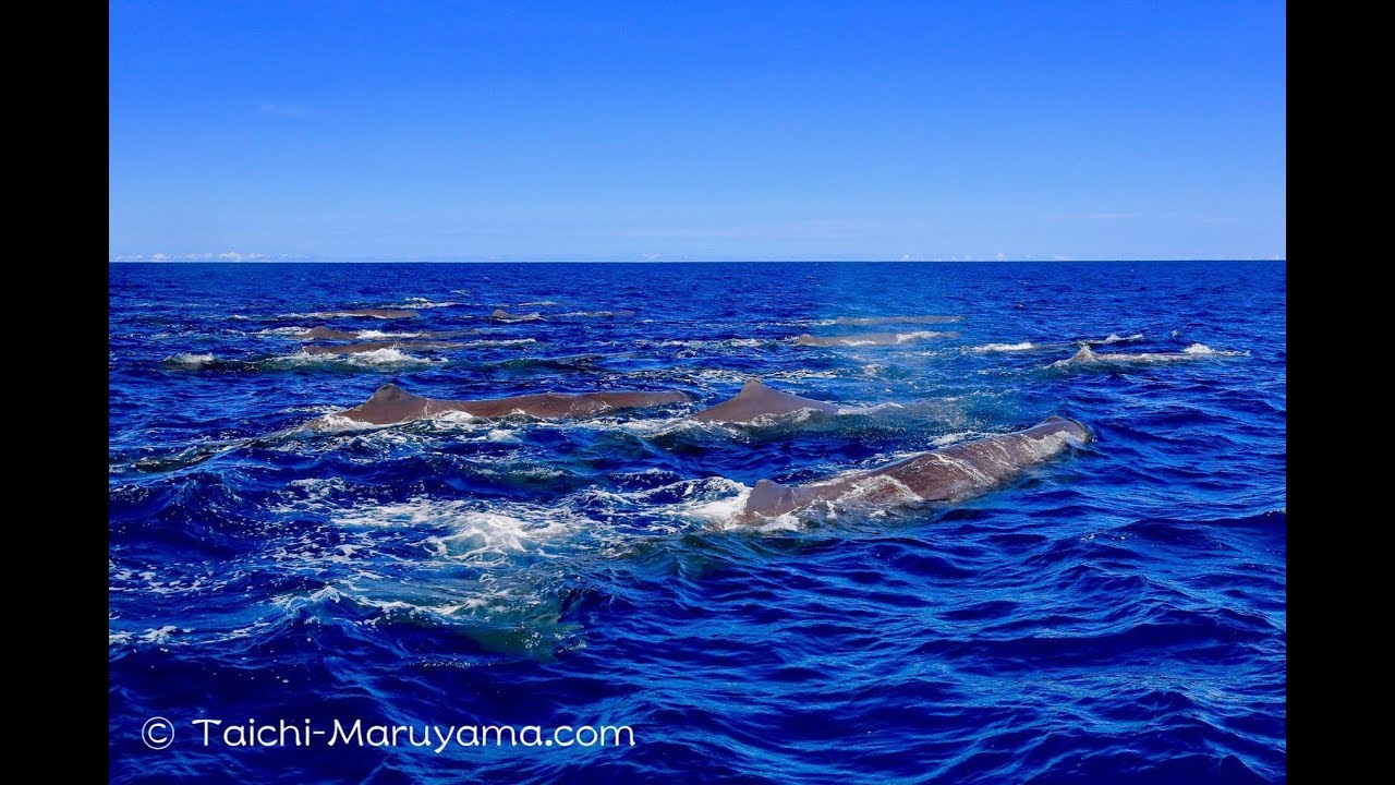 マッコウクジラのスーパーポッド！🐳／Super Pod of Sperm Whales